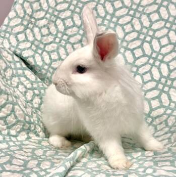 Rescue Lionhead Rabbits for Adoption in Columbia, Maryland - Finn | PetCurious