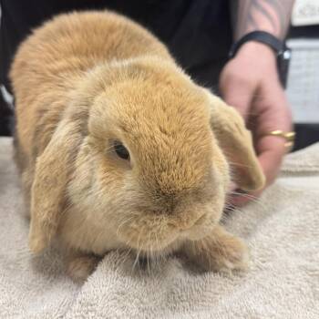 Bunny Rabbit Rabbits Available for Adoption in Murray, Utah - Willow | PetCurious
