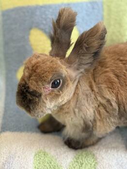 Lionhead Rabbits Available for Adoption in Saint Charles, Missouri - Carousel | PetCurious
