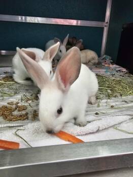 Rescue American Rabbits for Adoption in Kodiak, Alaska - Bunilla Ice | PetCurious