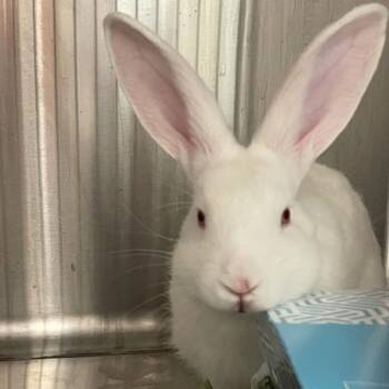 Frosted Flake -  Florida White Rabbit for Adoption in Des Moines, Iowa - Frosted Flake | PetCurious