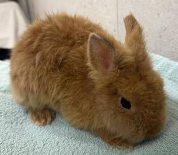 Bashful -  Dwarf Rabbit for Adoption in Honolulu, Hawaii - Bashful | PetCurious
