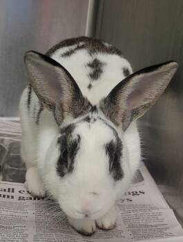 Rescue Rex Rabbits for Adoption in Lexington, Kentucky - Hoppy Gilmore | PetCurious
