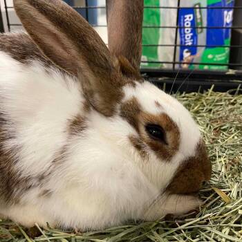 Ribbit M11778 -  Rex Rabbit for Adoption - Ribbit M11778 | PetCurious