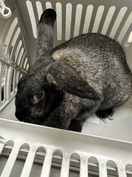 Bunny Rabbit Rabbits Available for Adoption in Las Vegas, Nevada - MIDNIGHT | PetCurious