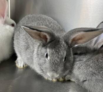 Charlie Brown -  Dwarf Rabbit for Adoption in Sioux City, Iowa - Charlie Brown | PetCurious