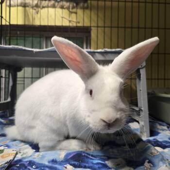 Rescue New Zealand Rabbits for Adoption in Ferndale, Washington - Otis | PetCurious
