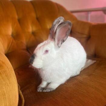 Rescue Californian Rabbits for Adoption in Saint Charles, Missouri - Forklift | PetCurious