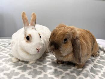 Vega -  English Spot Rabbit for Adoption in Westford, Massachusetts - Vega | PetCurious