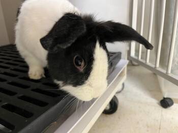 Jack Sparrow -  Dutch Rabbit for Adoption in Pflugerville, Texas - Jack Sparrow | PetCurious