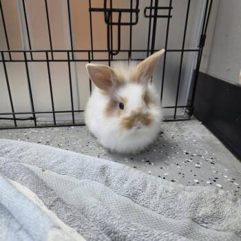 Ginger -  Bunny Rabbit Rabbit for Adoption in Walker, Michigan - Ginger | PetCurious