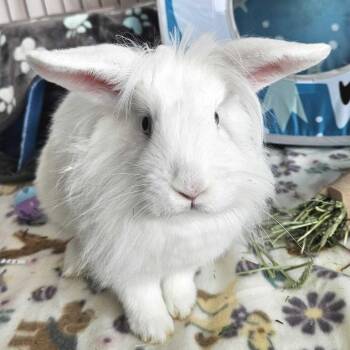 Angora Rabbit and Lionhead Rabbits Available for Adoption in Dover, New Hampshire - Marshmallow | PetCurious