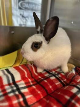 Rhinelander Rabbits Available for Adoption in Chula Vista, California - RORY | PetCurious