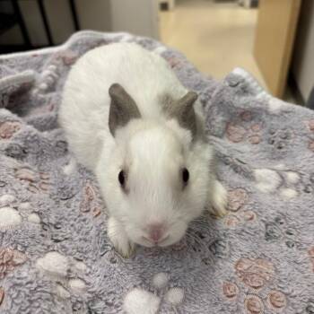 American Rabbits Available for Adoption in Warwick, Rhode Island - Pogo | PetCurious