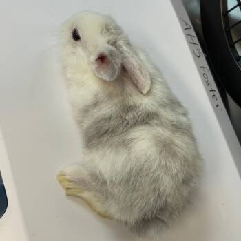 Bunny Rabbit Rabbits Available for Adoption in Asheville, North Carolina - Freckles | PetCurious