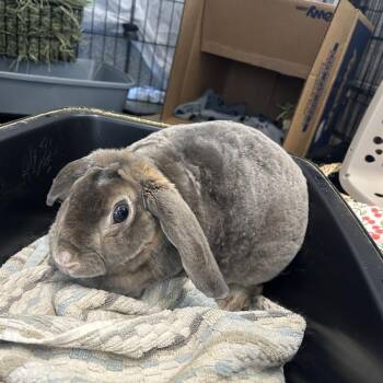 Honey *Coming Soon -  French Lop Rabbit for Adoption in Dover, New Hampshire - Honey *Coming Soon | PetCurious