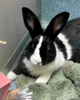 Rescue Bunny Rabbit and Dutch Rabbits for Adoption in Novato, California - Papaya | PetCurious