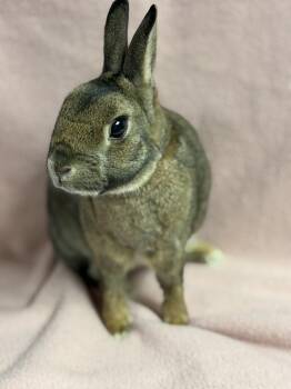 Britannia Petite Rabbits Available for Adoption in Edinburg, Pennsylvania - Maui: Video!! | PetCurious