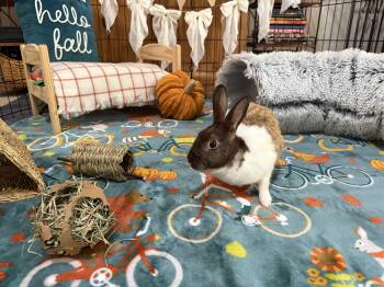 Rescue Dutch Rabbits for Adoption in Little Rock, Arkansas - Bailey | PetCurious