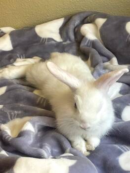 Rescue Bunny Rabbit Rabbits for Adoption in Montclair, California - Princess | PetCurious