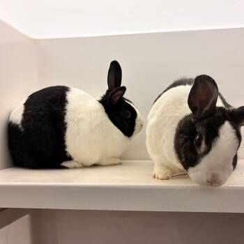 Cocoa -  Dutch Rabbit for Adoption in Dayton, Ohio - Cocoa | PetCurious