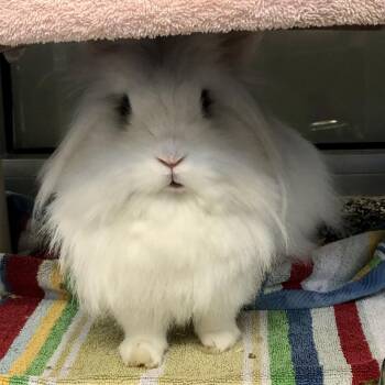 Angel -  Lionhead Rabbit for Adoption in Fairport, New York - Angel | PetCurious