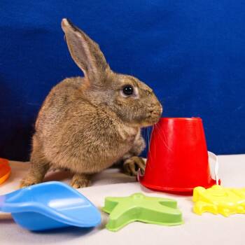 Popcorn -  American Rabbit for Adoption in Wilmington, Delaware - Popcorn | PetCurious
