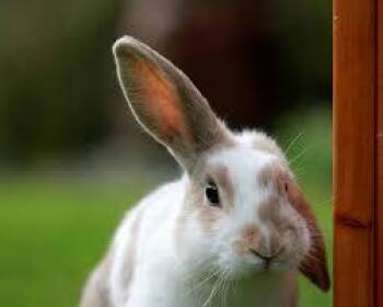 Ophie- add a pet using newly added loc from loc page -  Belgian Hare Rabbit for Adoption in Bettles, Alaska - Ophie- Add A Pet Using Newly Added Loc From Loc Page | PetCurious