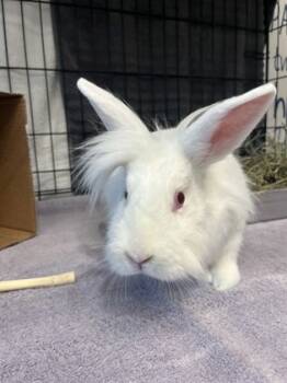 Rescue American Rabbits for Adoption in Grapevine, Texas - Jupiter | PetCurious