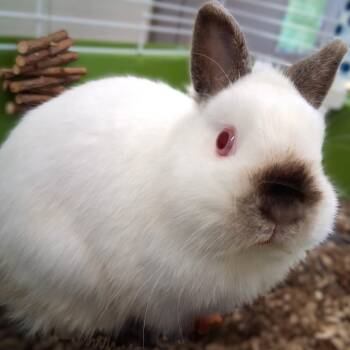 Dwarf Rabbits Available for Adoption - Casper | PetCurious