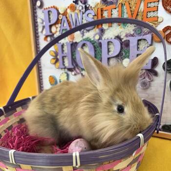 Curly -  Bunny Rabbit Rabbit for Adoption in North Canton, Ohio - Curly | PetCurious
