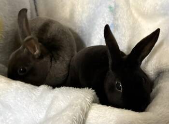 Mini Rex Rabbits Available for Adoption in Mansfield, Connecticut - Draco & Gus | PetCurious