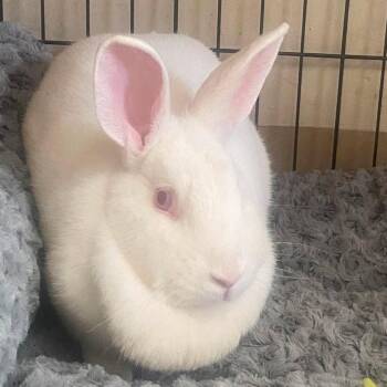 Siren -  Bunny Rabbit Rabbit for Adoption in Huntington, West Virginia - Siren | PetCurious