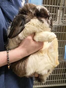Holland Lop Rabbits Available for Adoption in Anchorage, Alaska - A305897 | PetCurious