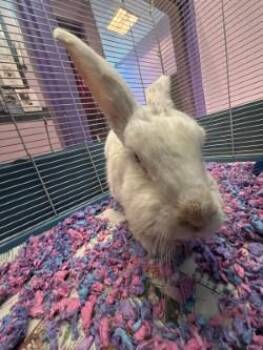 61300404 -  Bunny Rabbit Rabbit for Adoption in El Paso, Texas - 61300404 | PetCurious