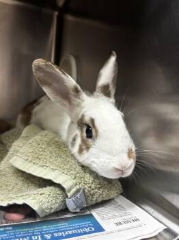 Bunny Rabbit Rabbits Available for Adoption - AMORE | PetCurious