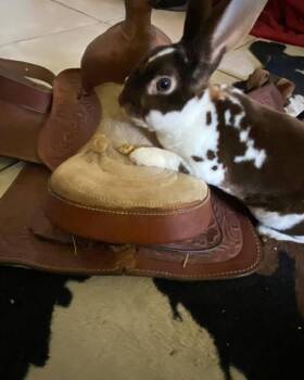 Tahloola -  Mini Rex Rabbit for Adoption in Melbourne, Florida - Tahloola | PetCurious