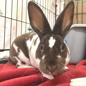 Brinley -  Mini Rex Rabbit for Adoption in Oshkosh, Wisconsin - Brinley | PetCurious