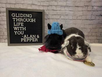 Lionhead Rabbits Available for Adoption - Alan | PetCurious