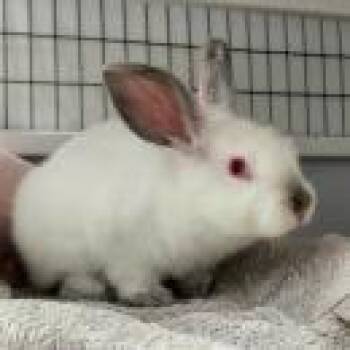 Tickle Me Pink -  Californian Rabbit for Adoption in Mill Valley, California - Tickle Me Pink | PetCurious
