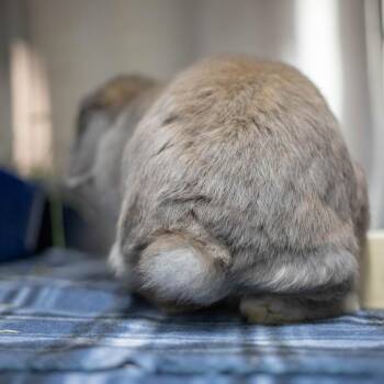 Indigo Girl -  Holland Lop Rabbit for Adoption in San Diego, California - Indigo Girl | PetCurious