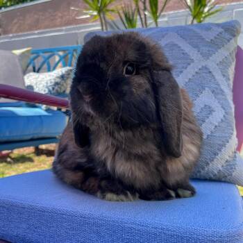 Rescue Holland Lop Rabbits for Adoption in Los Angeles, California - TomTom | PetCurious