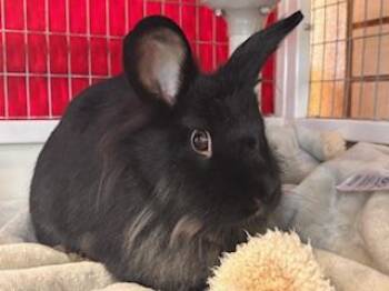 SESAME -  Bunny Rabbit Rabbit for Adoption in Palo Alto, California - SESAME | PetCurious