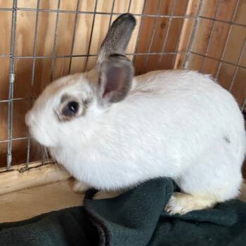 Rescue Hotot Rabbits for Adoption in Chino Hills, California - Carly(C000-293) - Claremont Location | PetCurious