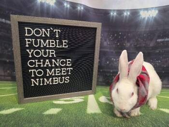 Nimbus -  Florida White Rabbit for Adoption in Columbus, Ohio - Nimbus | PetCurious