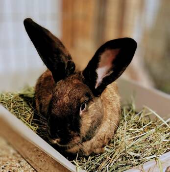 Ayden -  Silver Fox Rabbit for Adoption in Clinton, New Jersey - Ayden | PetCurious
