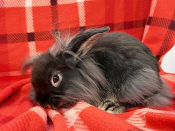 Strudel -  Lionhead Rabbit for Adoption in Westford, Massachusetts - Strudel | PetCurious