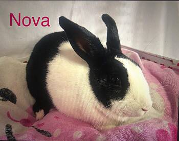 Dutch Rabbits Available for Adoption - Nova | PetCurious