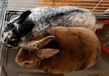 Frosty & Bronzie -  Mini Rex and Dwarf Rabbit Available for Adoption in Atlantic Highlands, New Jersey - Frosty & Bronzie | PetCurious