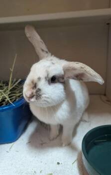 SONIC -  Bunny Rabbit Rabbit for Adoption - SONIC | PetCurious